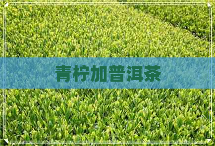 青柠加普洱茶