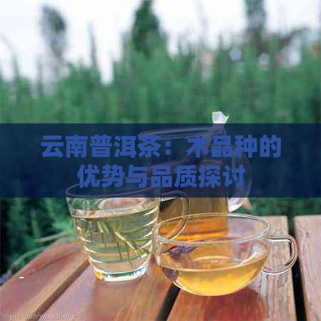 云南普洱茶：木品种的优势与品质探讨