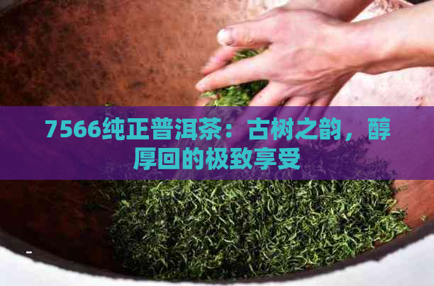 7566纯正普洱茶：古树之韵，醇厚回的极致享受