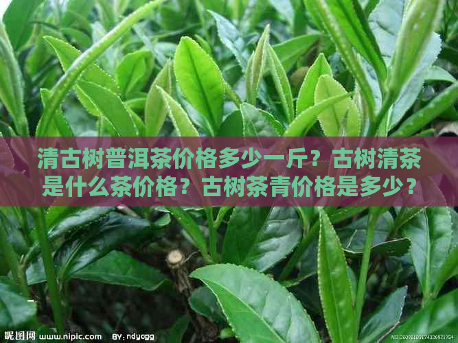 清古树普洱茶价格多少一斤？古树清茶是什么茶价格？古树茶青价格是多少？