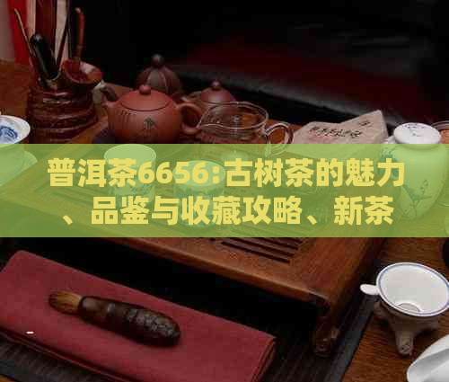 普洱茶6656:古树茶的魅力、品鉴与收藏攻略、新茶上市及价格趋势