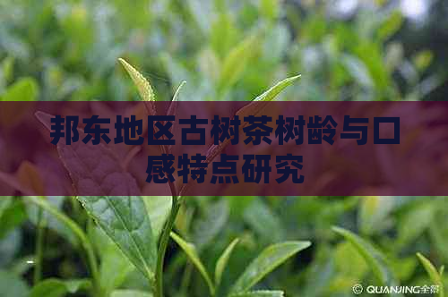 邦东地区古树茶树龄与口感特点研究