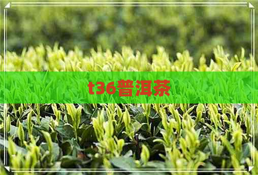 t36普洱茶