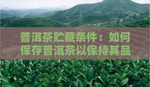 普洱茶贮藏条件：如何保存普洱茶以保持其品质？