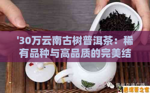 '30万云南古树普洱茶：稀有品种与高品质的完美结合'