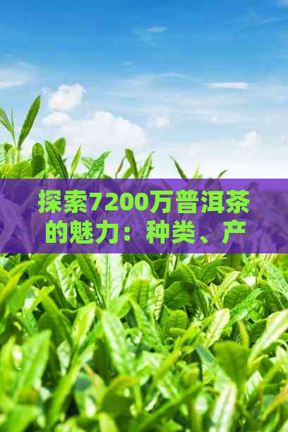 探索7200万普洱茶的魅力：种类、产地、品质与价格全解析