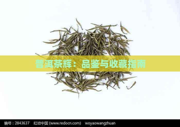 普洱茶辉：品鉴与收藏指南