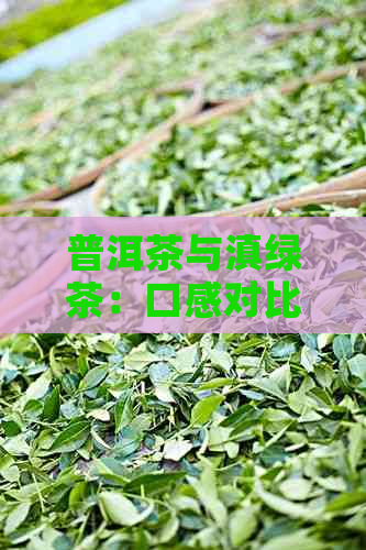 普洱茶与滇绿茶：口感对比及哪个更适合您的口味？