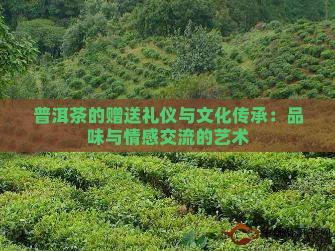 普洱茶的赠送礼仪与文化传承：品味与情感交流的艺术