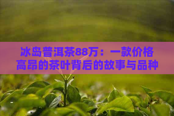 冰岛普洱茶88万：一款价格高昂的茶叶背后的故事与品种特点解析