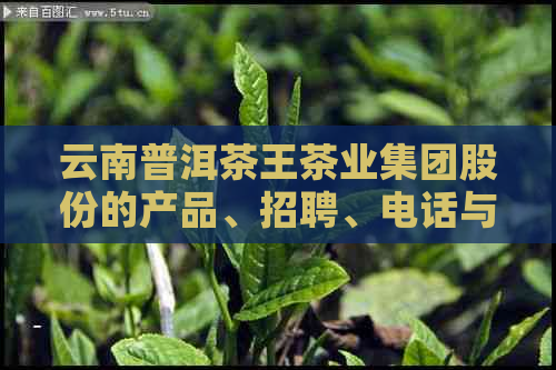 云南普洱茶王茶业集团股份的产品、招聘、电话与官网信息