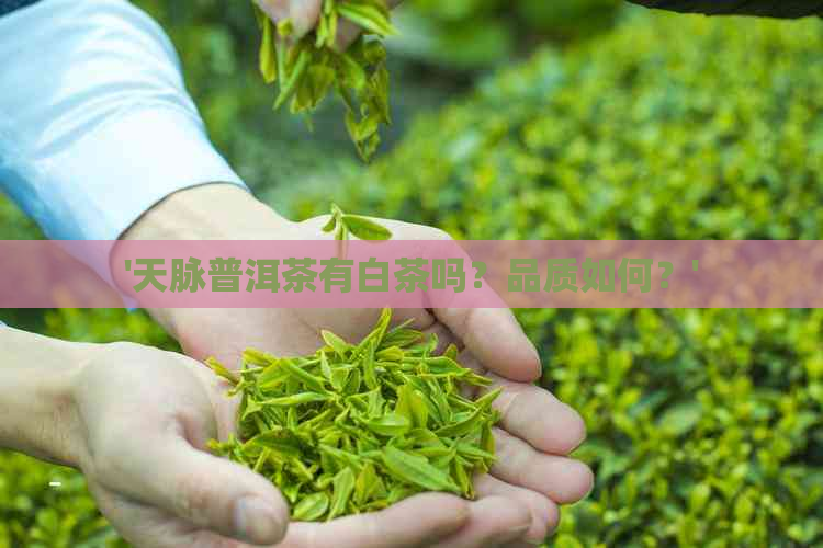 '天脉普洱茶有白茶吗？品质如何？'