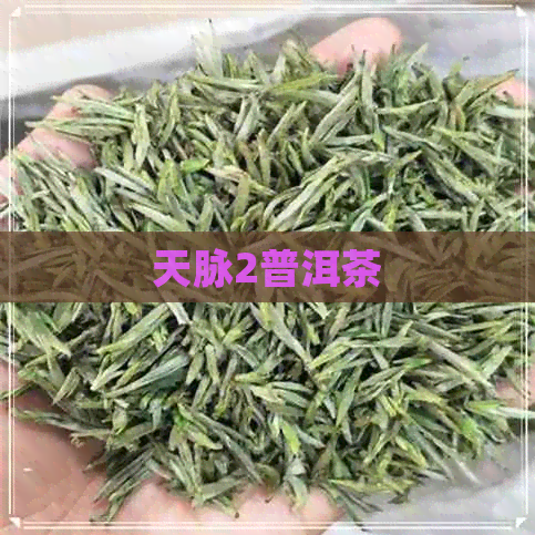 天脉2普洱茶