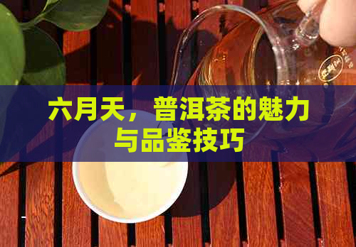 六月天，普洱茶的魅力与品鉴技巧