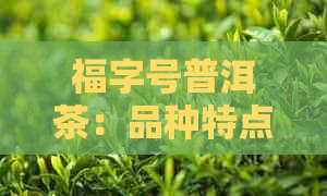 福字号普洱茶：品种特点、制作工艺、品饮方法及功效全面解析