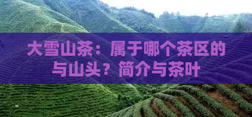 大雪山茶：属于哪个茶区的与山头？简介与茶叶