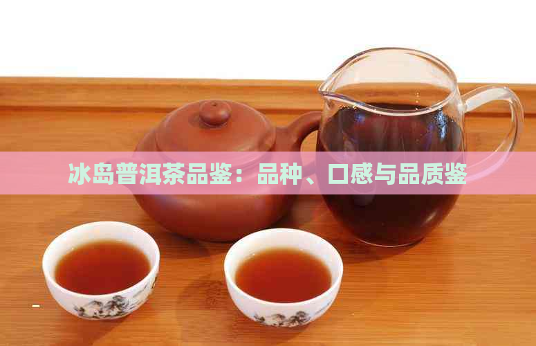 冰岛普洱茶品鉴：品种、口感与品质鉴