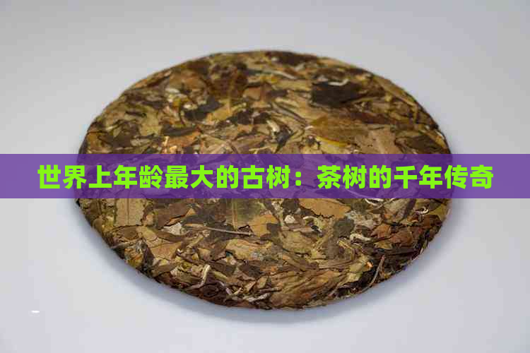 世界上年龄更大的古树：茶树的千年传奇