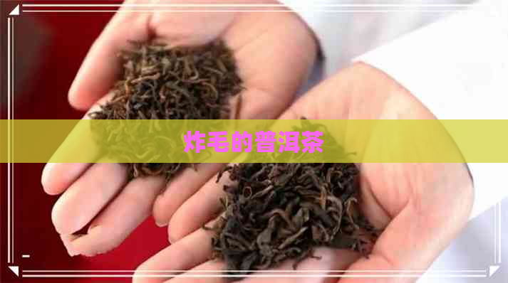 炸毛的普洱茶