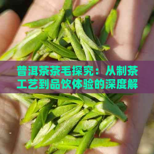 普洱茶茶毛探究：从制茶工艺到品饮体验的深度解析