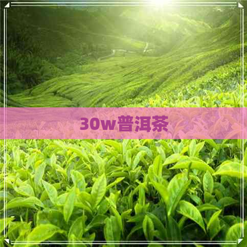 30w普洱茶