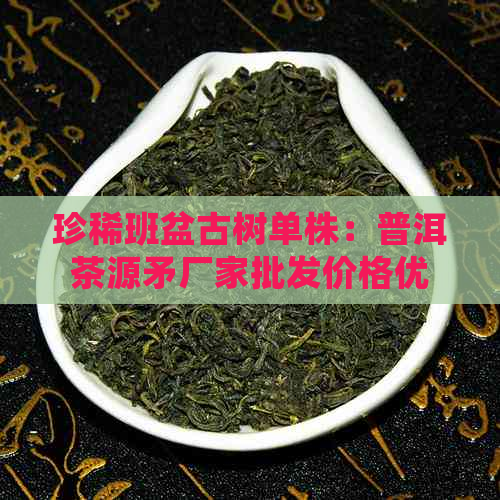 珍稀班盆古树单株：普洱茶源矛厂家批发价格优