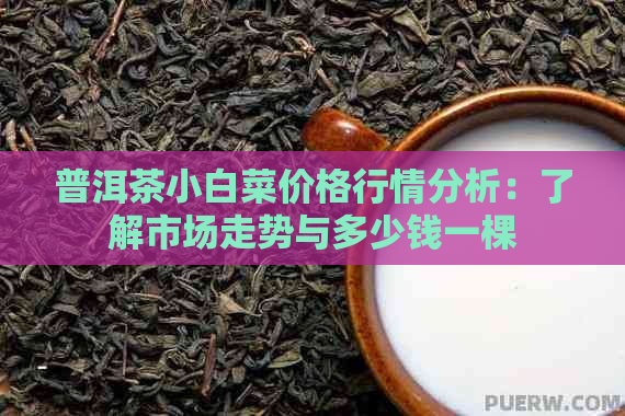 普洱茶小白菜价格行情分析：了解市场走势与多少钱一棵