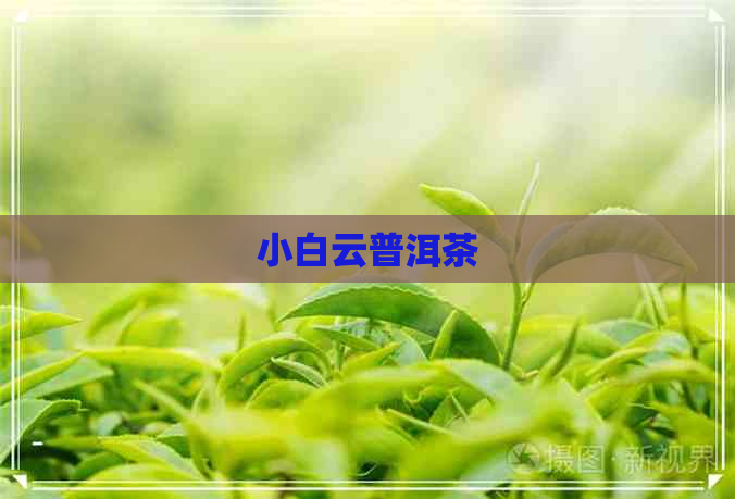 小白云普洱茶