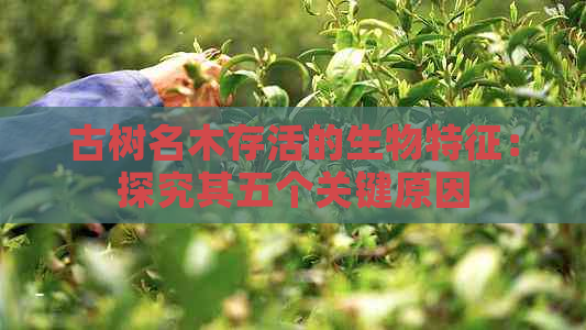 古树名木存活的生物特征：探究其五个关键原因