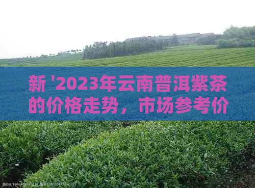 新 '2023年云南普洱紫茶的价格走势，市场参考价位分析'