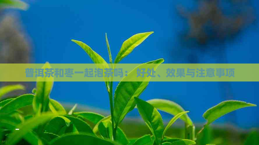 普洱茶和枣一起泡茶吗： 好处、效果与注意事项