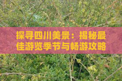 探寻四川美景：揭秘更佳游览季节与畅游攻略