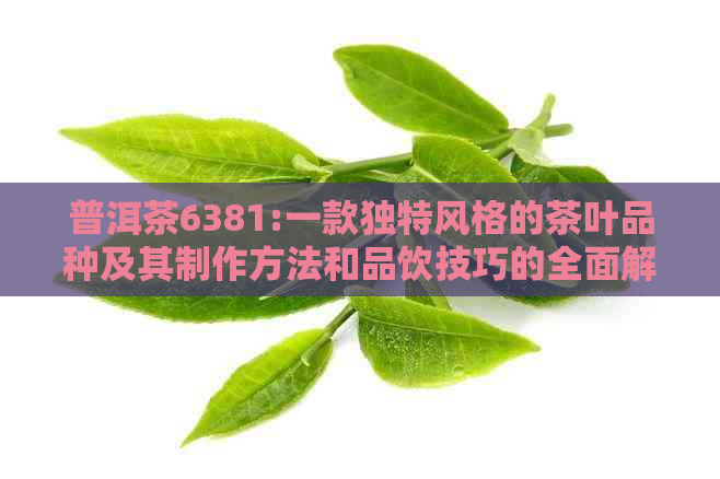 普洱茶6381:一款独特风格的茶叶品种及其制作方法和品饮技巧的全面解析