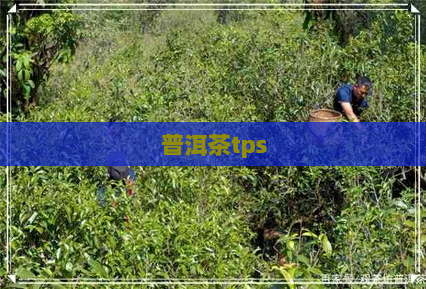 普洱茶tps