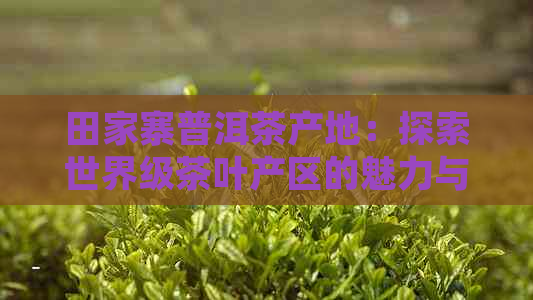 田家寨普洱茶产地：探索世界级茶叶产区的魅力与品质