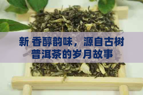 新 香醇韵味，源自古树普洱茶的岁月故事