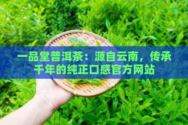 一品堂普洱茶：源自云南，传承千年的纯正口感官方网站