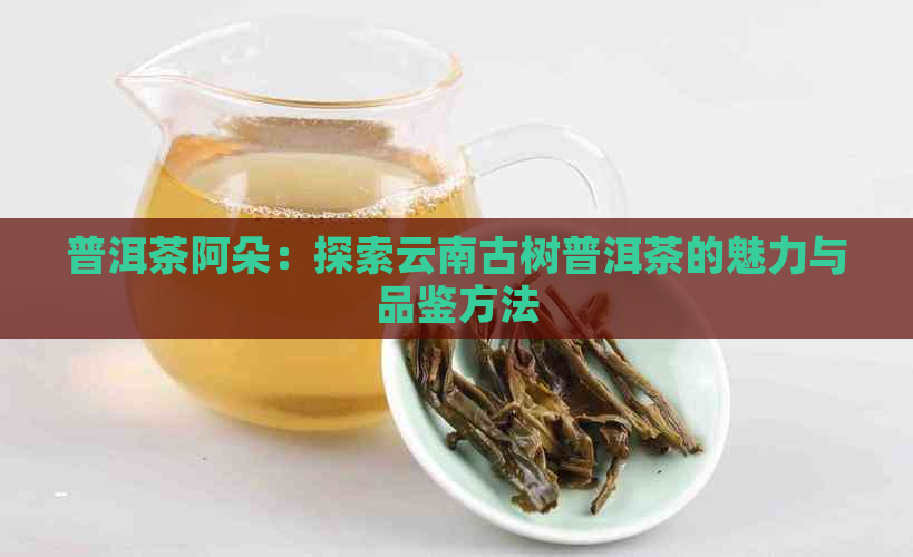 普洱茶阿朵：探索云南古树普洱茶的魅力与品鉴方法