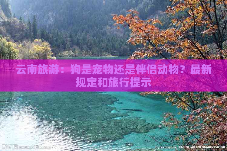 云南旅游：狗是宠物还是伴侣动物？最新规定和旅行提示