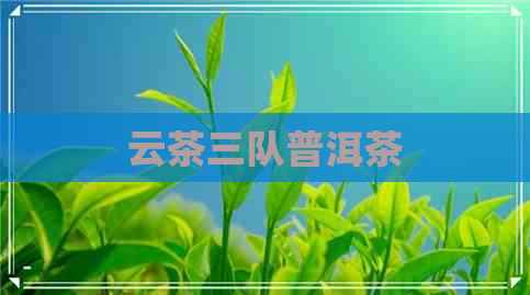 云茶三队普洱茶