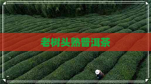 老树头熟普洱茶