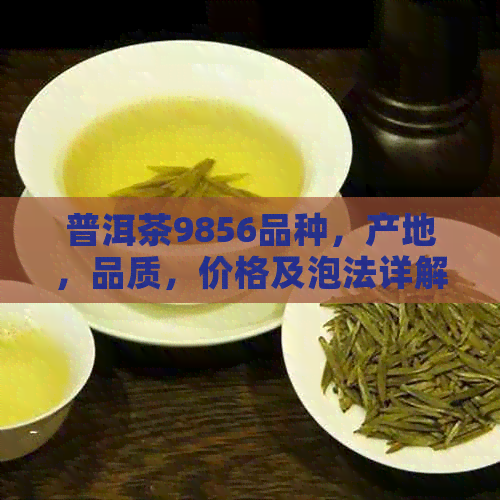 普洱茶9856品种，产地，品质，价格及泡法详解 - 全面了解普洱茶的各个方面