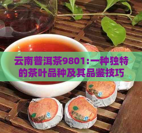 云南普洱茶9801:一种独特的茶叶品种及其品鉴技巧