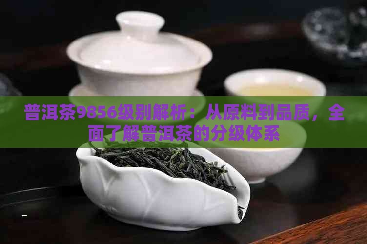 普洱茶9856级别解析：从原料到品质，全面了解普洱茶的分级体系