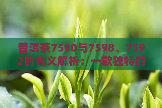 普洱茶7590与7598、7592的含义解析：一款独特的茶品解读