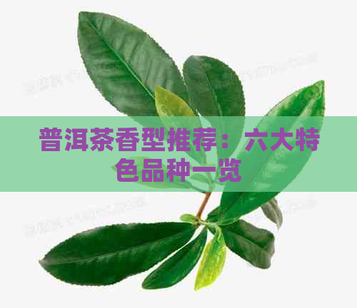 普洱茶香型推荐：六大特色品种一览