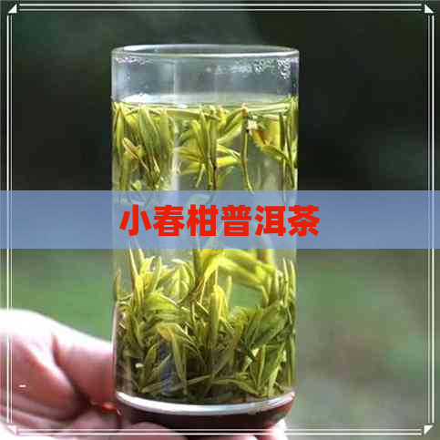 小春柑普洱茶