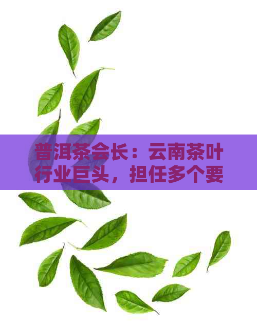 普洱茶会长：云南茶叶行业巨头，担任多个要职，引领行业发展。