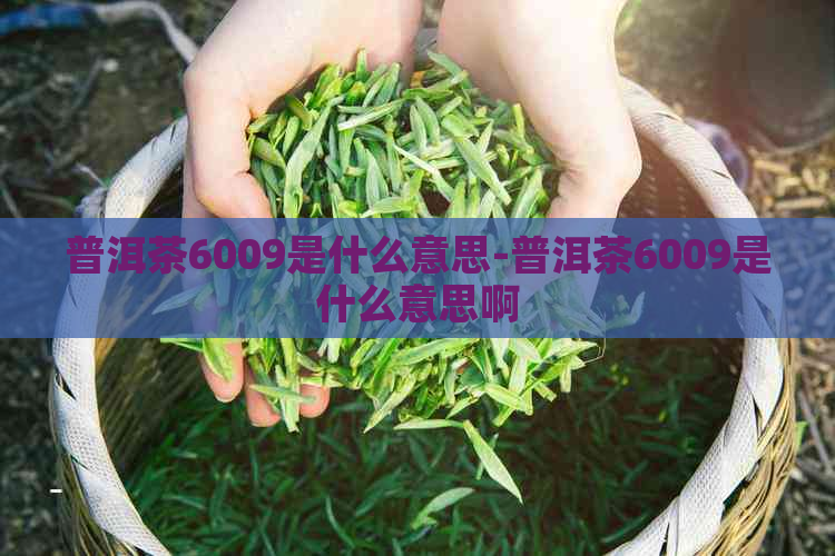 普洱茶6009是什么意思-普洱茶6009是什么意思啊