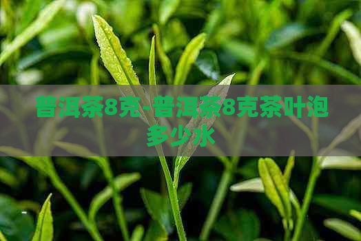 普洱茶8克-普洱茶8克茶叶泡多少水